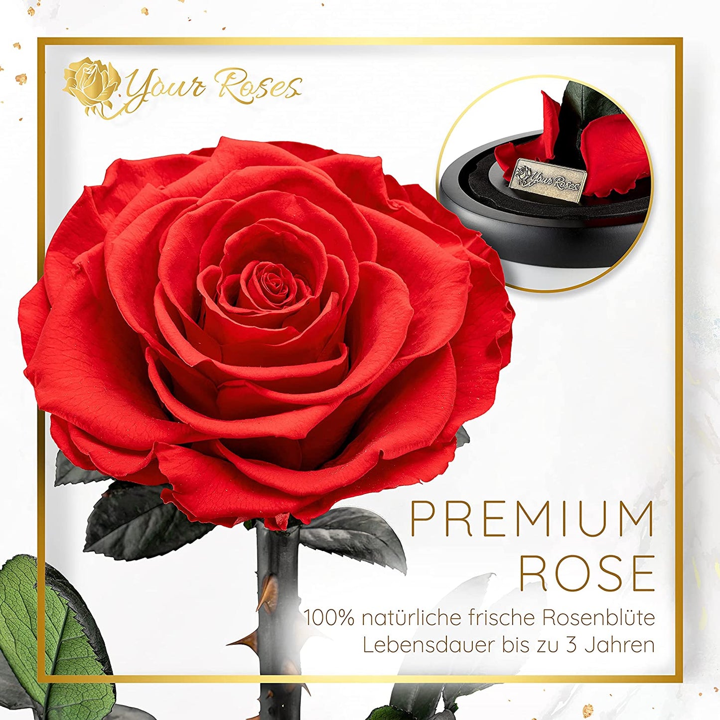 Ewige Rose